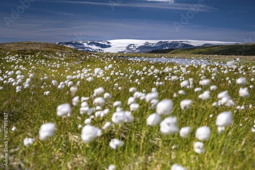 Cotton grass in the landscape of the Hardangervidda plateau, Norway