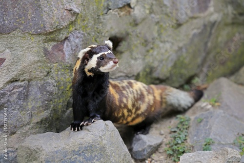 Marbled polecat (Vormela peregusna), adult, alert, on burrow, captive