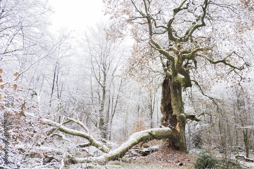Snow-covered old english oak (Quercus robur) in the primeval forest Sababurg, Winter, Hesse, Germany