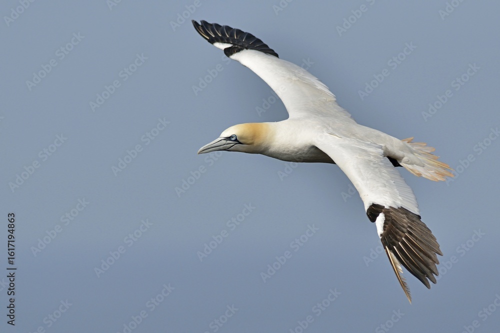 Northern Gannet (Sula bassana), Heligoland, Schleswig-Holstein, Germany Northern Gannet (Sula bassana), Heligoland, Schleswig-Holstein, Germany