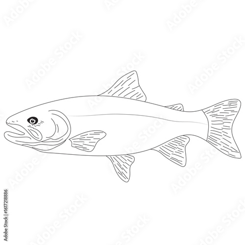 Salmon fish, seafood, sketch. Vintage retro print, seafood salmon fish vector silhouette