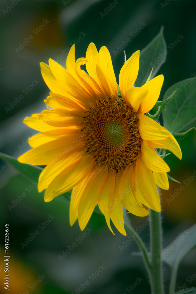 Sunflowers blooming beautifully in the sun Sunflowers blooming beautifully in the sun