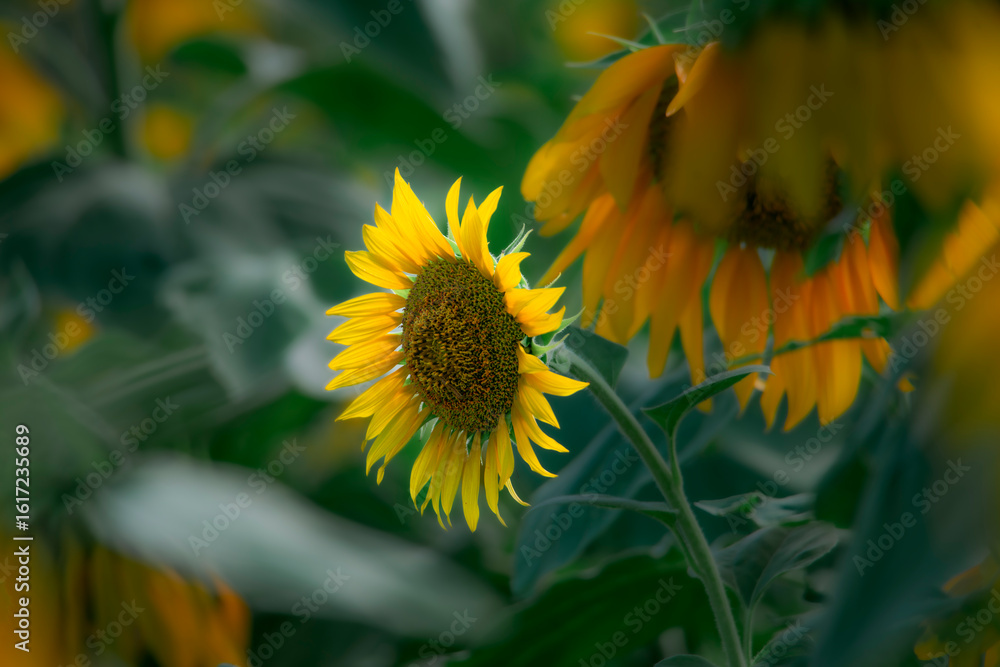 Naklejka premium Sunflowers blooming beautifully in the sun