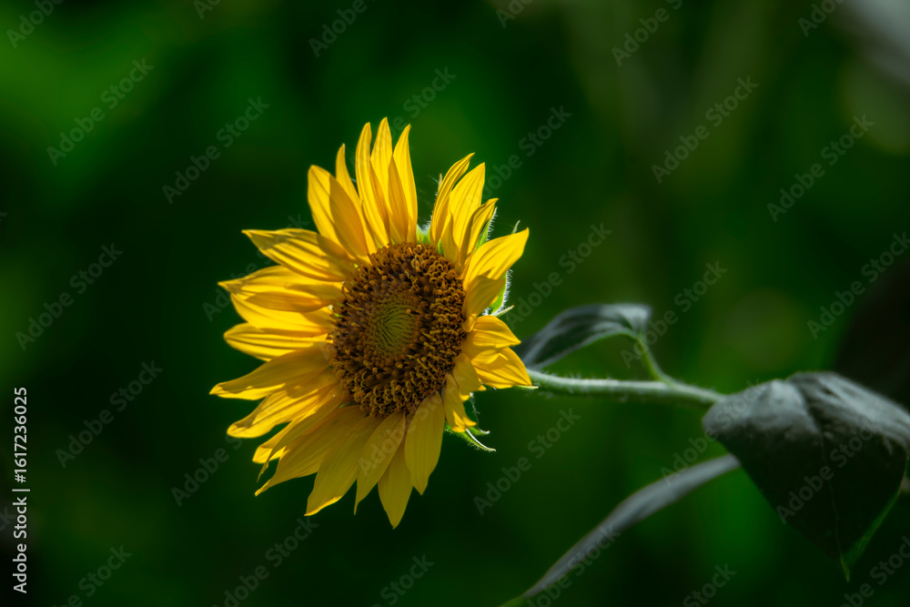 Fototapeta premium Sunflowers blooming beautifully in the sun