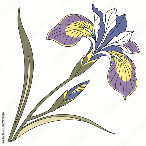 vector illustration of iris siberian