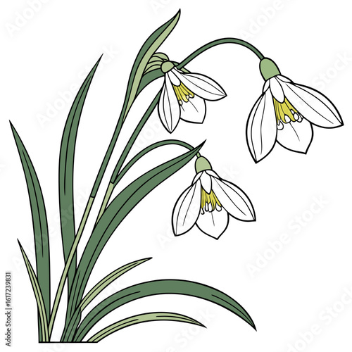 iris siberian with leaves