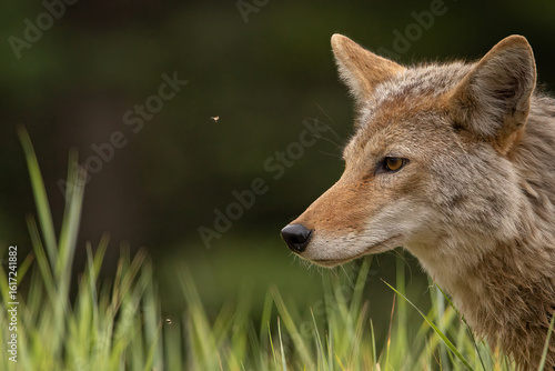 Kananaskis Coyote