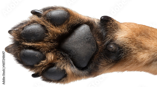 Wallpaper Mural Detailed closeup, exploring the intricate textures and features of a dog's paw closeup. Torontodigital.ca