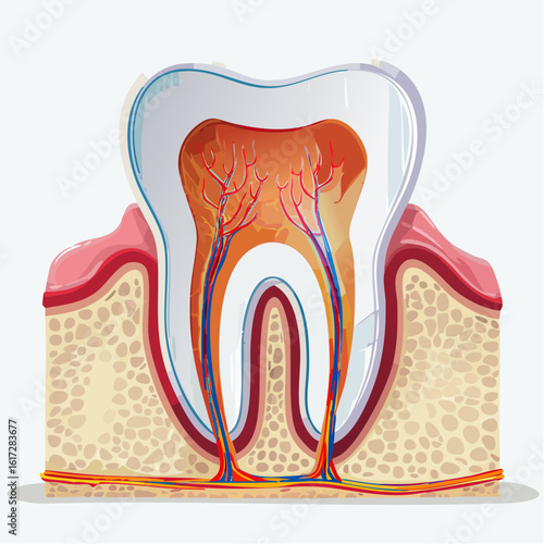 Vector illustration of a tooth anatomy in cross-section