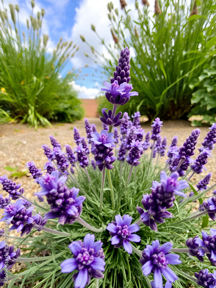 Obraz premium POV: lavander plant