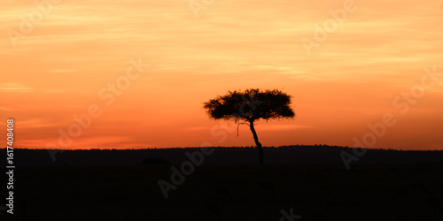 Foto Acacia tree at sunset golden hour in maasai mara conservancy, Kenya