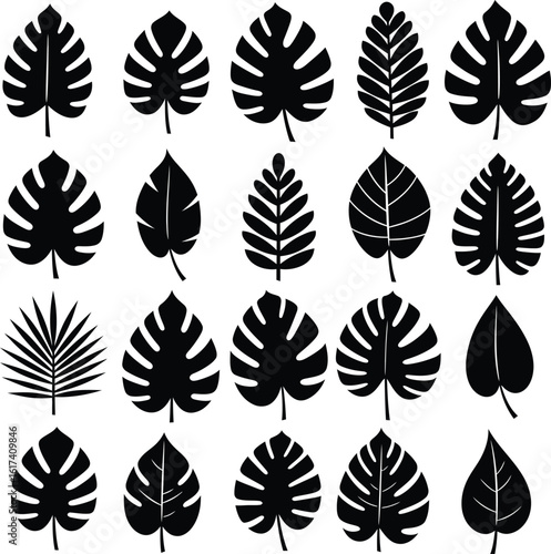 Collection of various monstera deliciosa leaf silhouettes isolated on a white background .