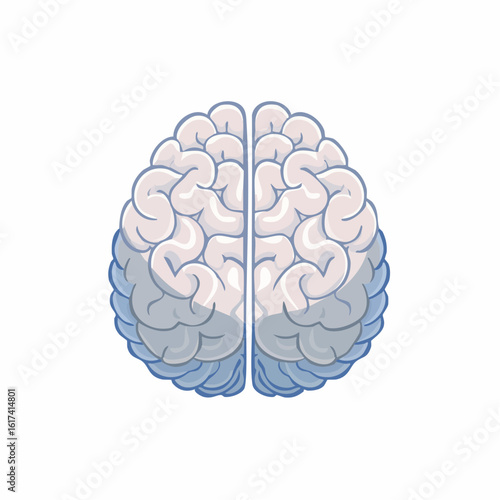 Minimalist vector icon of a human brain, top view with clear left and right hemispheres, outlined in blue and gray