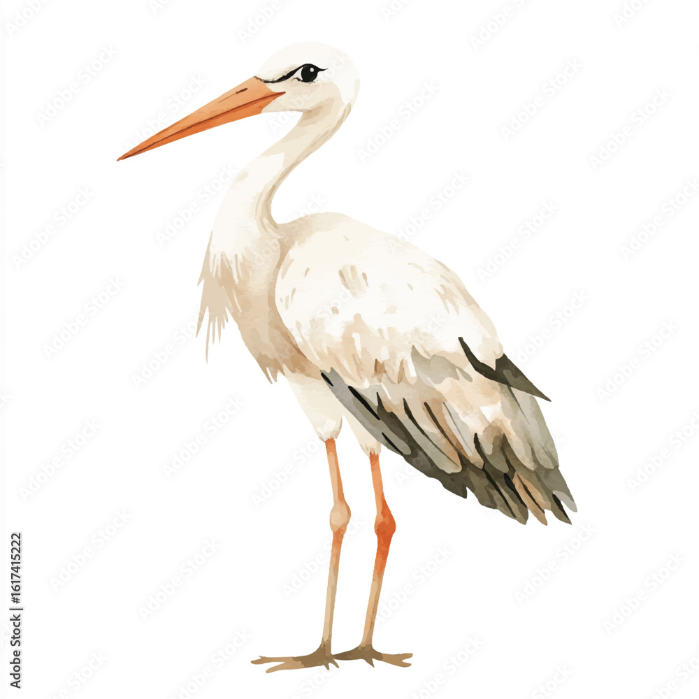 a cute animal of Stork a cute animal of Stork