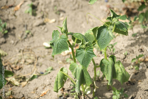 Cucumber plant struggling to survive a severe drought in a dry, cracked garden.
