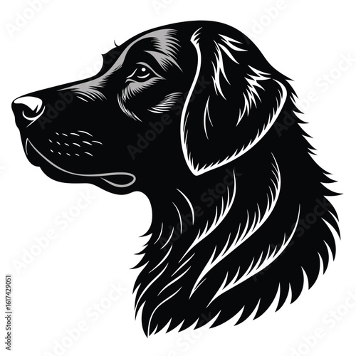 black labrador retriever