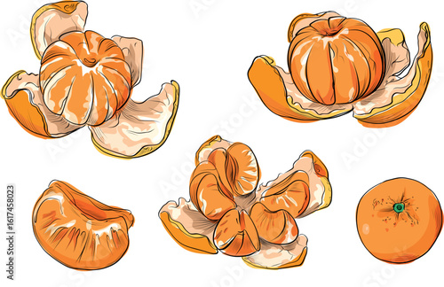 Set of peeled and whole tangerines with segments