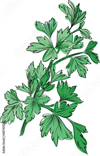 Fresh green parsley herb botanical illustration