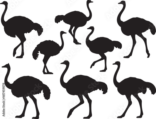 Black ostrich silhouettes in various poses bird white