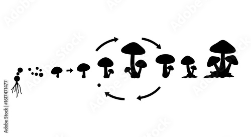 A visual depiction of a mushroom life cycle, illustrating its growth stages.