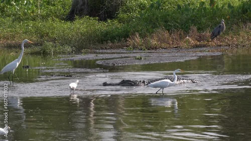 Large Alligator and Birds Feed in a Pond in Florida