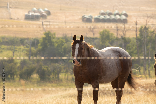 Foto beautiful montana horse over rural hills