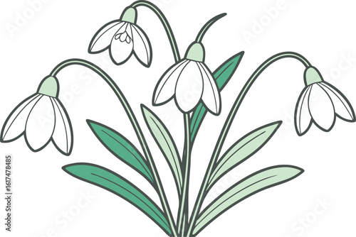 Five white snowdrop flowers with green leaves plant