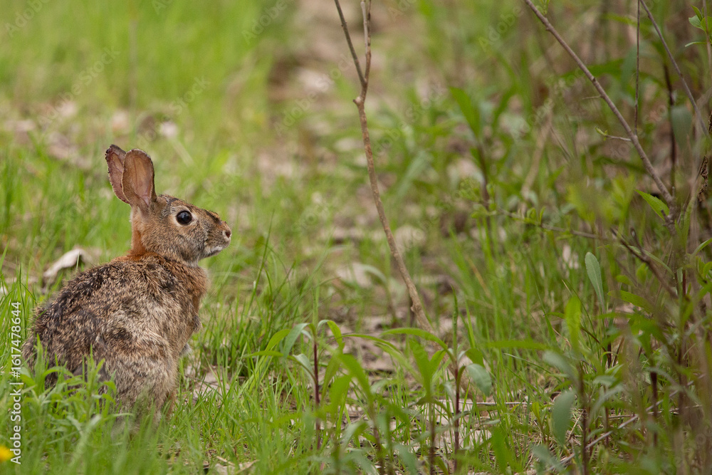 Fototapeta premium Cottontail Rabbit up close in short grass