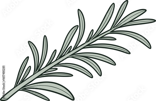 Rosemary sprig with green leaves and dark outline herb