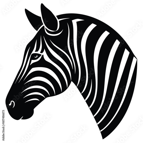 zebra isolated on white