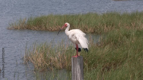  American white ibis bird in Florida wetland