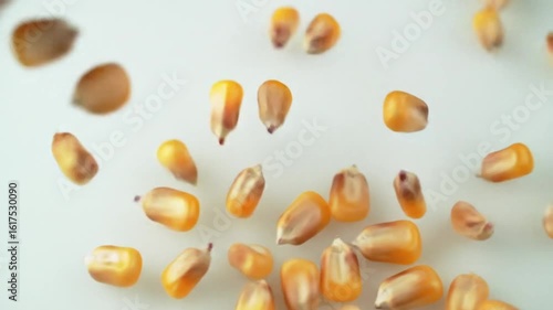 Wallpaper Mural seeds of corn Torontodigital.ca