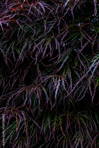 burning bush after  spring rainfall