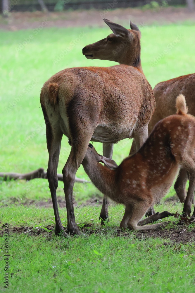 Fototapeta premium Fawn drinking milk from mother deer.