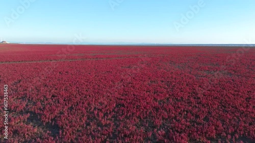 Slow Motion Aerial View of Seagulls Flying Over Red Beach at Yingkou Bird Wave Square