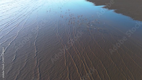 Slow Motion Aerial View of Seagulls Flying Over Red Beach at Yingkou Bird Wave Square