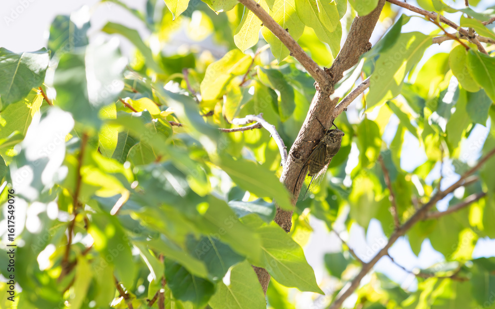 Obraz premium Cicada Clinging to a Tree on a Sunny Day. Platypleura kaempferi, Platypleura Cicada, Kaempfer’s Cicada