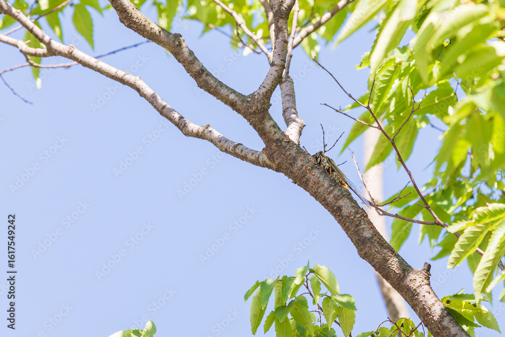 Fototapeta premium Cicada Clinging to a Tree on a Sunny Day. Platypleura kaempferi, Platypleura Cicada, Kaempfer’s Cicada
