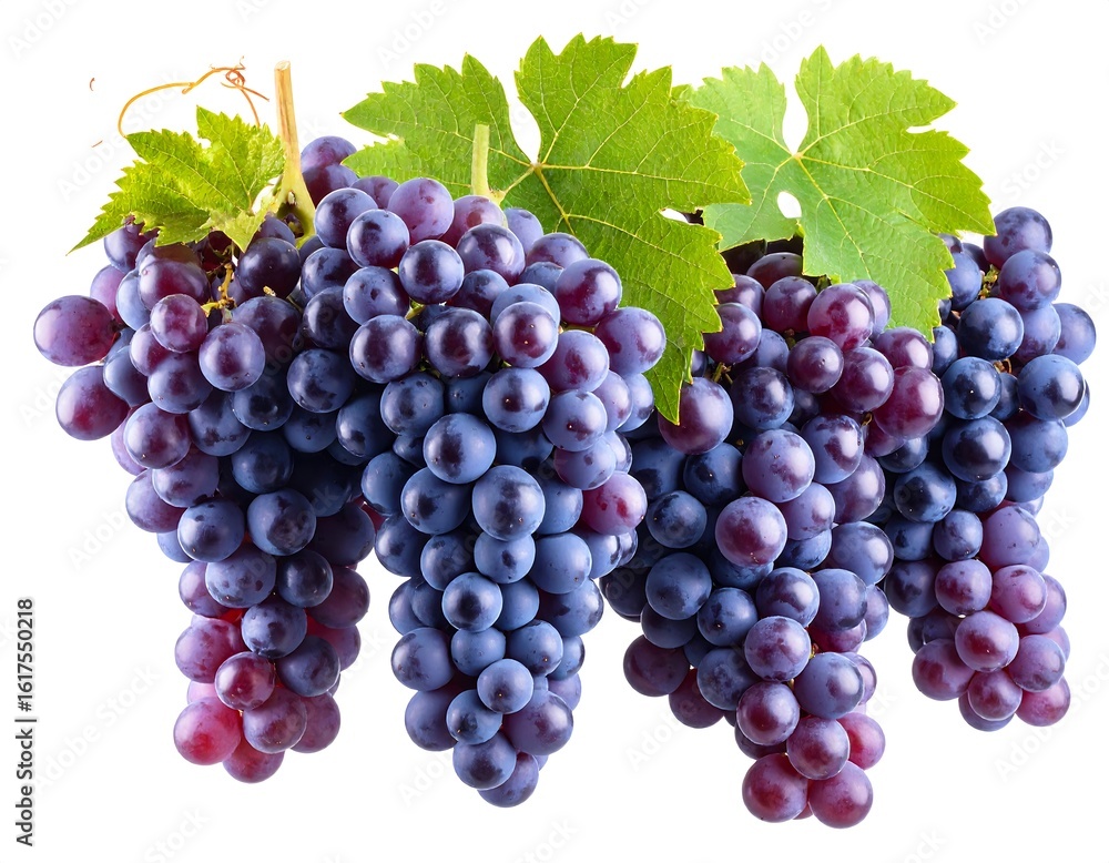 Fototapeta premium Clusters of plump, deep purple grapes with leaves