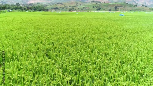 Aerial Video of Vast Rice Fields