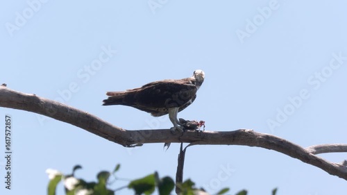  Osprey Feeds on Fish in Florida Wetland