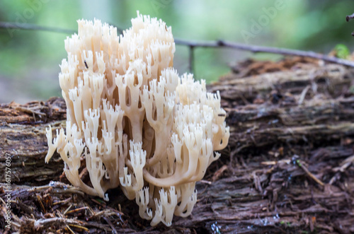 фотографія Clavicorona growing in the forest