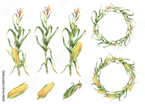 Corn plant set. Golden maize plant wreath with stalk, corncob, flowers and green leaves, husks. Watercolor Realistic hand painting isolated from background illustration for food, agricultural product.