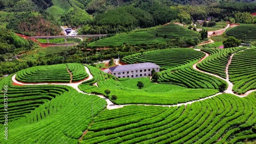 Aerial View of Zhejiang Tea Plantation Scenic Landscape