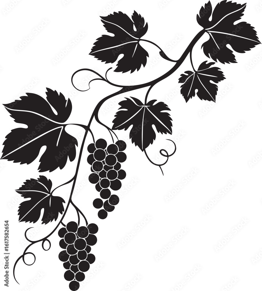 Obraz premium Simple single minimalist grapes in vines silhouette with white background