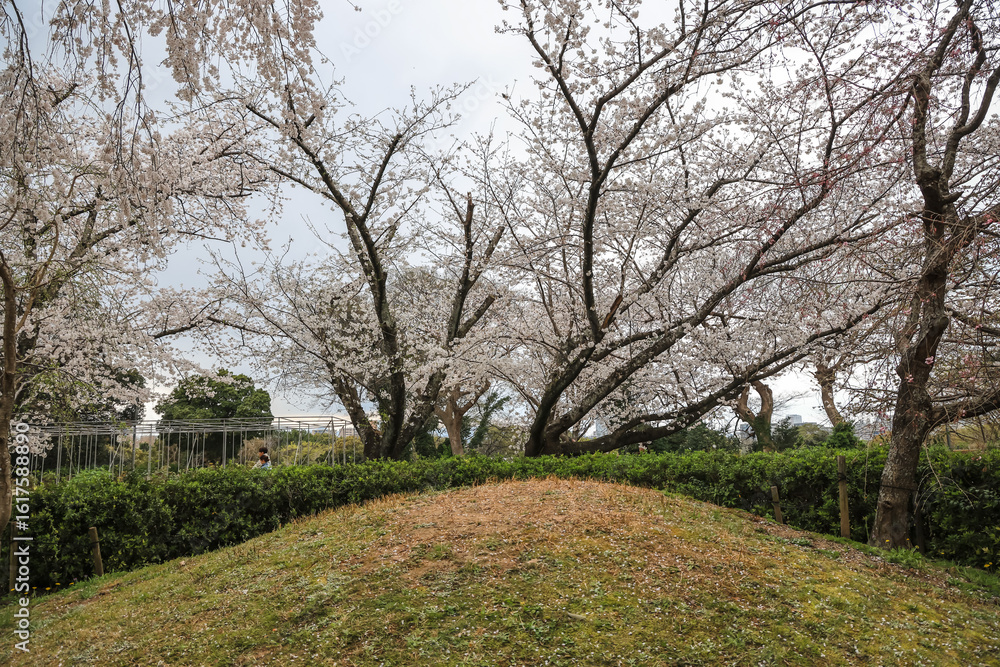 March 27 2025 Cherry Blossom Trees in a Tranquil Park Setting, Japan March 27 2025 Cherry Blossom Trees in a Tranquil Park Setting, Japan