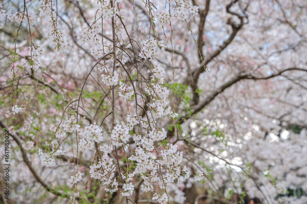 March 27 2025 Under Blooming Cherry Trees in a Peaceful Park Setting, Japan March 27 2025 Under Blooming Cherry Trees in a Peaceful Park Setting, Japan