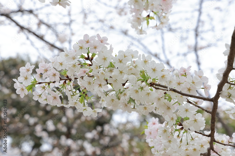 March 27 2025 Close-Up of Blooming White Cherry Blossoms on a Softly, Japan March 27 2025 Close-Up of Blooming White Cherry Blossoms on a Softly, Japan