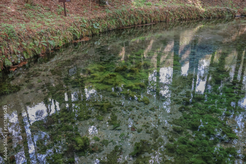 Fototapeta premium March 26 2025 Serene Forest Pond with Reflection and Lush Green Vegetation, Japan