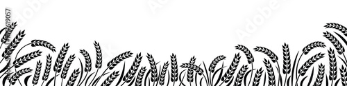 Wheat field, ears of wheat, rye or barley, agriculture and harvest, black isolated silhouette on white background, vector drawing